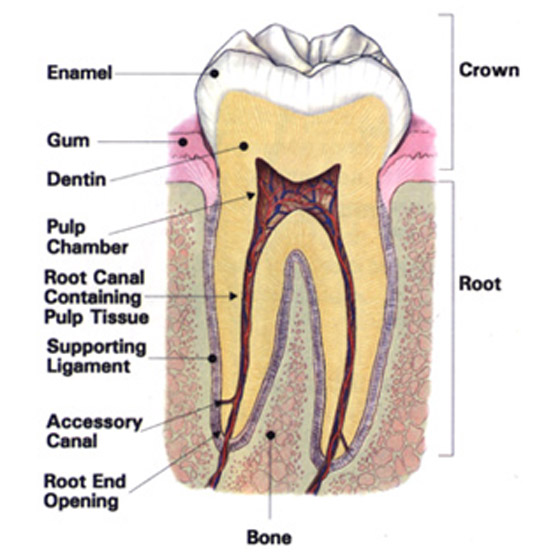 Anatomy of the Tooth
